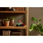 Plantes succulentes LEGO colorées dans des pots en terre cuite disposées sur une étagère en bois avec une vraie plante verte Plantes succulentes LEGO colorées dans des pots en terre cuite disposées sur une étagère en bois avec une vraie plante verte
