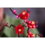Primer plano de flores de ciruelo LEGO rojas con estambres amarillos y capullos rosas en ramas marrones, fondo difuso